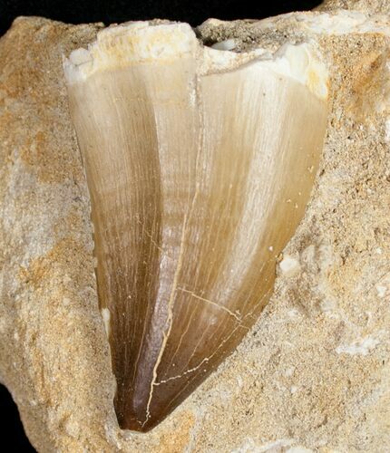 Long Mosasaurus Tooth In Matrix #10235